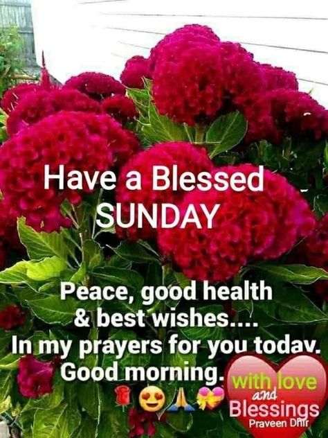 Good Morning Have A Blessed Sunday, Sunday Morning Prayer, Happy Sunday Images, Happy Sabbath Images, Happy Sunday Morning, Have A Blessed Sunday, Sunday Morning Quotes, Sunday Inspiration, Good Morning Happy Sunday