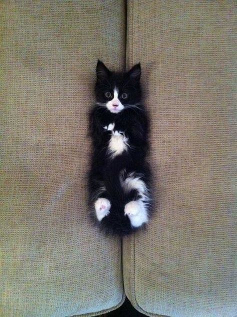 #cat #kitten Tuxedo Cats, Cute Little Kittens, Orange Cats, Tuxedo Cat, White Cats, Cute Cats And Kittens, Cute Kittens, Tuxedos, Kitty Cats