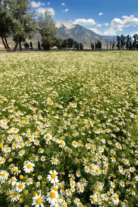 Pear Preserves, Carlsbad Flower Fields, German Chamomile, Daisy Farm, Lily Garden, Backyard Flowers, Psd Background, Utah Usa, Wildflower Garden