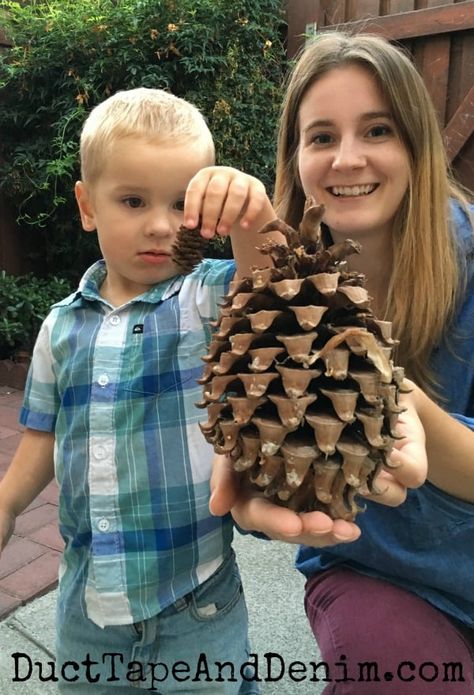 Giant pinecone compared to tiny pinecone | DuctTapeAndDenim.com Giant Pinecone Crafts, Big Pinecone Crafts, Giant Pine Cone Crafts, Large Pinecone Crafts, Giant Pine Cones, Pine Cone Christmas Decorations, Large Pine Cones, Fir Cones, Thanksgiving Tree