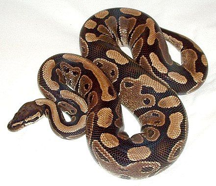 Python Royal, Ball Python Care, Cool Snakes, Python Regius, Types Of Snake, Ball Python Morphs, Python Snake, Pet Snake, Beautiful Snakes