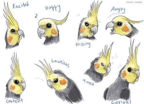 The Cockatiel Handbook | Bird Street Bistro | Parrot Food Cinnamon Cockatiel, Cockatiel Care, Cockatiel Toys, Pet Bird Cage, Bird Aviary, Funny Parrots, Bird Care, Parakeets, Funny Birds