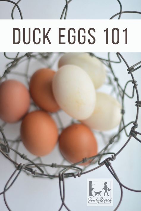 Find out how duck eggs compare to chicken eggs. This article breaks down the pros and cons behind every comparison, written by a homesteader who has been raising both chickens and ducks for a long time. Duck eggs are large, protein-packed delicious food. #duckeggs Recipes Using Duck Eggs, Chickens And Ducks, Meat Rabbits, Wild Food Foraging, Eggs For Sale, Natural Cleaning Recipes, Peking Duck, Duck Eggs, Duck Recipes