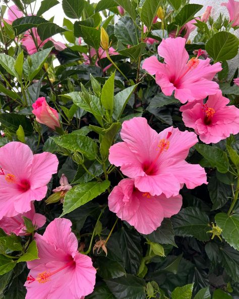 Have a wonderful weekend, everyone! Our pink hibiscus are thriving! 🩷🩷🩷 #FlowersOfThreads #flowersofinstagram #hibiscus #hibiscusflower Hibiscus Garden, Have A Wonderful Weekend, Pink Hibiscus, Flower Boutique, Wonderful Weekend, Baby Tattoos, Hibiscus Flower, Pretty Plants, July 12