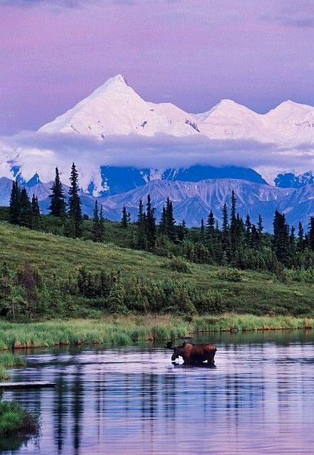 Alaskan Malamute Puppies, Mountain Scenes, Nature Places, Denali National Park, Alam Yang Indah, Pretty Places, Landscape Photos, Scuba Diving, Cruises