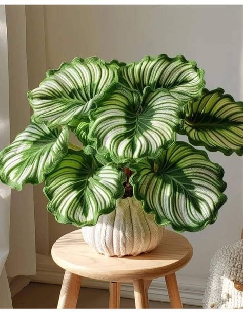 Calathea Orbifolia, Plant Goals, Inside Plants, Plant Decor Indoor, Room Deco, Plant Aesthetic, House Plants Decor, House Plant Care, House Plants Indoor