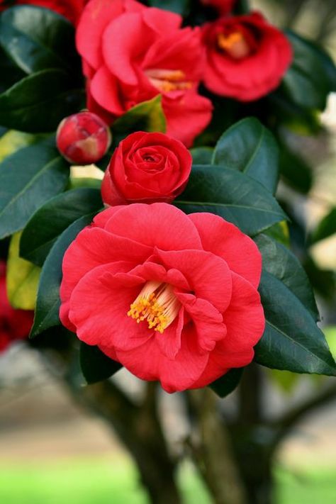 Camellia Red, Fall Blooming Flowers, Red Camellia, Plants That Attract Butterflies, Night Blooming Flowers, Growing Sunflowers, Red Sunflowers, Spring Garden Flowers, Sunflower Photo