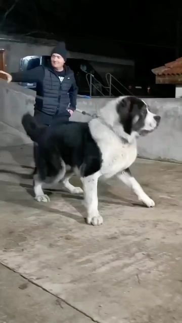 Alabai Dog, Kangal Dog, Caucasian Shepherd, Tallest Dog, Big Dog Breeds, Scary Dogs, Scary Animals, Dog Video, Dangerous Dogs