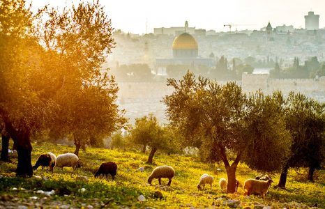 Sheep Grazing, Mount Of Olives, Western Wall, Jesus Lives, Old City, End Of The World, Mountain Landscape, Web App, Royalty Free Photos