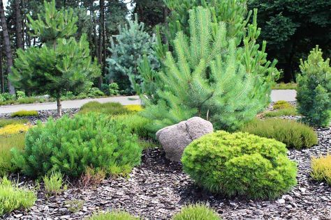 Garden Ideas Under Trees, Backyard Trees Landscaping, Evergreen Trees For Privacy, Types Of Pine Trees, Pine Garden, Evergreen Landscape, Conifers Garden, Landscaping Around Trees, Backyard Trees