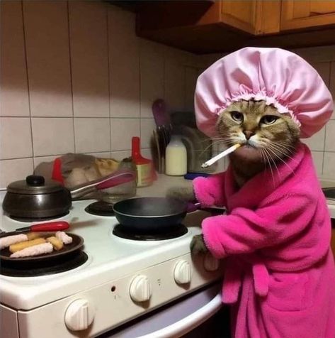 Cat Dressed Up, Image Chat, Funny Animal Photos, Silly Cats Pictures, Silly Animals, Cute Animal Photos, Cate Blanchett, Funny Cute Cats, Silly Cats