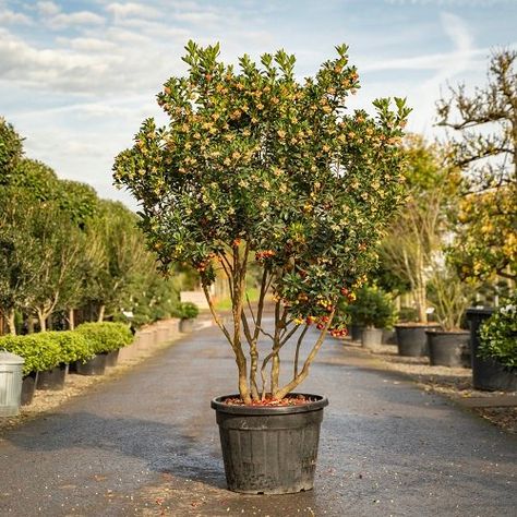 Arbutus Tree, Creative Gardens, Arbutus Unedo, White Flowering Trees, Strawberry Tree, Manzanita Tree, Cupressus Sempervirens, Architectural Plants, Growing Hydrangeas