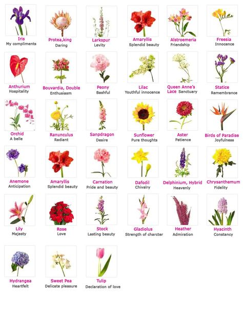 Flowers, Their Meanings, And Which Ones NOT To Give Your Valentine Flower Language Alphabet Tiktok, Types Of Flowers And Meanings, Different Flowers And Their Meanings, Flower Charts, Flowers Meanings, Flowers Language, Flowers And Their Meanings, Meaningful Flowers, Flower Dictionary