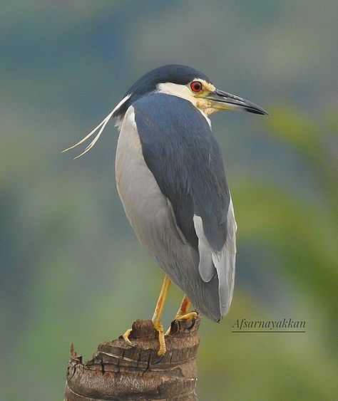 Heron Illustration, Heron Photo, Florida Birds, Night Heron, Black Crown, Bird Pictures, Wikimedia Commons, Bird Feathers, Art Stuff