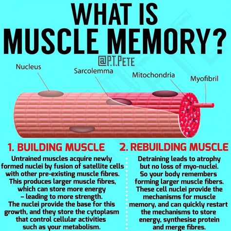 Best Shoulder Workout, Muscle Atrophy, Exercise Physiology, Muscle Anatomy, Gym Tips, Riding A Bike, Muscle Up, Muscle Memory, Muscle Building Workouts