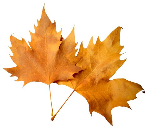 Aesthetic Transparent, Fall Leaves Png, Leaf Png, Niche Aesthetic, Fall Drawings, Orange Icons:), Aesthetic Png, Gingko Leaves, Png Aesthetic