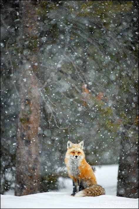 Fuchs Baby, Nature Photographers, Fantastic Fox, Fox Pictures, Illustration Noel, Winter Animals, Fox Art, Nature Photographs, Red Fox