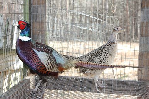 Raising Pheasants, Pheasant Farm, Raising Turkeys, Raising Quail, Raising Bees, Raising Farm Animals, Deer Hunting Tips, Pheasant Hunting, Hunting Tips