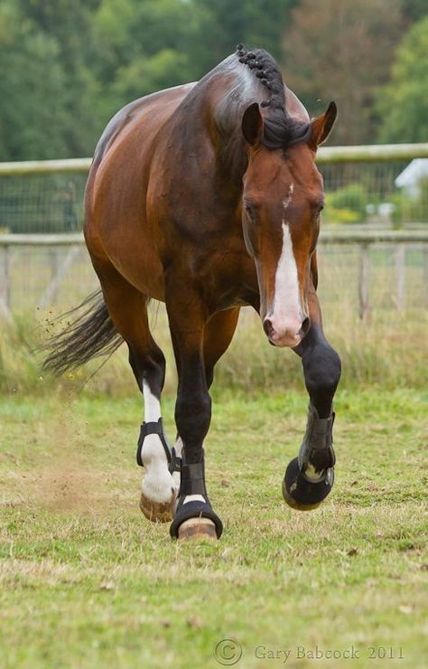 Jumping Courses, Warmblood Stallion, Dutch Warmblood, Horse Markings, Warmblood Horses, Pony Breeds, English Horse, Horse Inspiration, Bay Horse