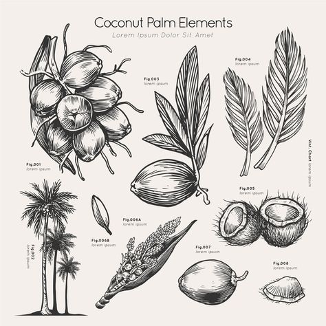 Coconut palm elements hand drawn Free Ve... | Free Vector #Freepik #freevector #vintage #floral #flowers #hand Coconut Illustration Design, Coconut Tree Drawing, Coconut Vector, Coconut Flower, Cow Tattoo, Coconut Leaves, Furniture Design Sketches, Coconut Palm Tree, Flower Silhouette