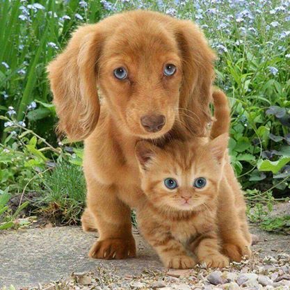 Bigger cousin. Puppy protecting kitten (=^･^=) Puppy And Kitten, Eyes Speak, Cele Mai Drăguțe Animale, Raining Cats And Dogs, Animals Friendship, Puppies And Kitties, Animale Rare, Haiwan Peliharaan, Kittens And Puppies