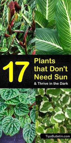 Plants That Love Shade, Plants That Like Shade, Low Light House Plants, Indoor Plants Low Light, Tanaman Indoor, Amazing Plants, Shade Garden Plants, Indoor Planting, Plants Outdoor