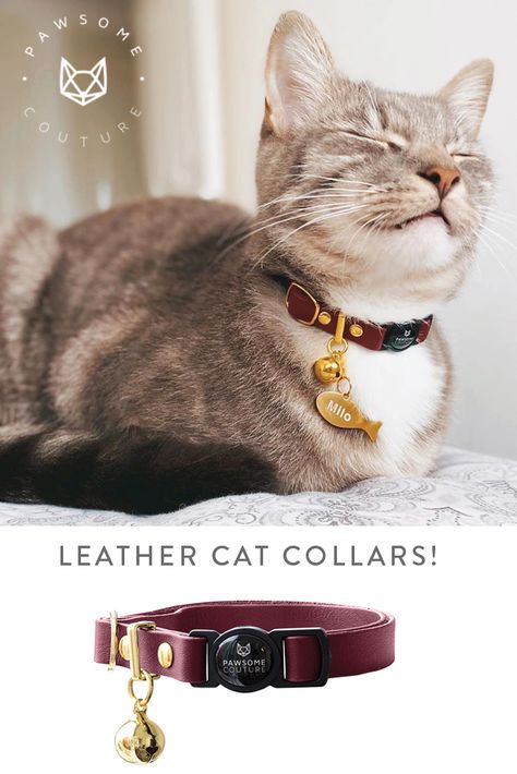 Fancy Cat Collar, Fancy Cat, Colorful Hairstyles, Personalized Leather Dog Collar, Cat Tags Collar, Luxury Dog Collars, Dog Collar With Name, Cute Dog Collars, Designer Dog Collars