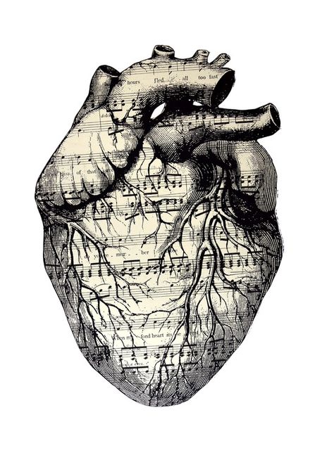 Art Musical, Herz Tattoo, The Human Heart, Art Tumblr, Anatomical Heart, Human Heart, Musical Notes, Wow Art, Heart Art