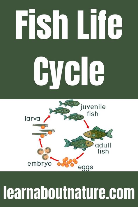 Fish Life Cycle Fish Life Cycle, Nature Website, Mullet Fish, Animal Life Cycles, Mysterious Creatures, About Nature, Aquatic Animals, Life Cycle, The Fish