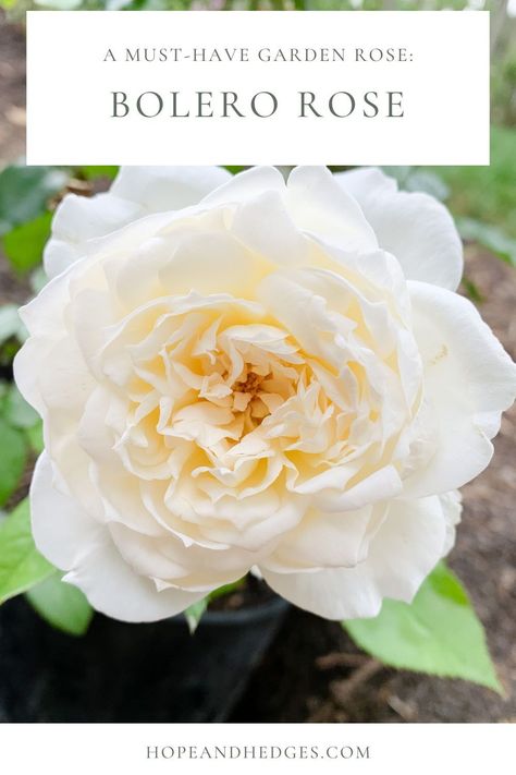 The Bolero Rose is a stunning white garden rose that's easy to grow and has the BEST scent! I'm here to tell you all the reasons why every gardener NEEDS this rose in their garden. From rose care, to rose companion plants, and everything in between. Let's dive into the details! English Roses Garden, Bolero Rose, White Garden Rose, Pea Gravel Garden, Rose Companion Plants, Rose Hedge, Cottage Garden Roses, Formal Garden Design, Garden Perennials