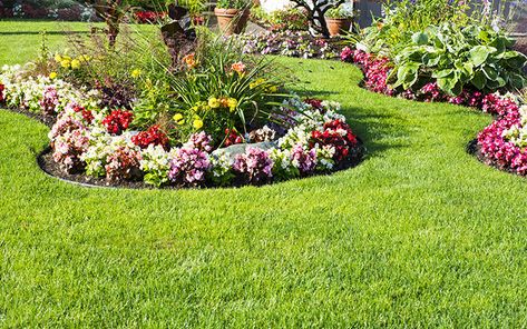 Curved-and-shaped-lawn-and-borders Perennial Garden Design, Flower Garden Images, Tree Mulch, Small Flower Gardens, Flower Garden Ideas, Garden Pavers, Landscaping Around Trees, Garden Flowers Perennials, Small Yard Landscaping