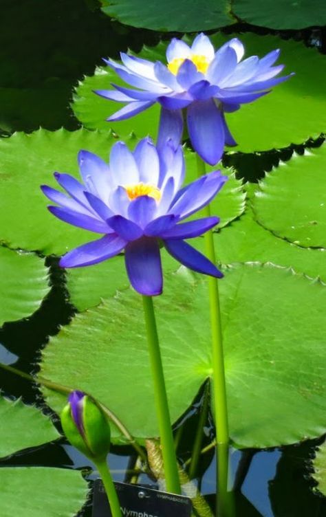 Water Garden Plants, Container Water Gardens, Tropical Water, Lotus Flower Pictures, Lotus Plant, Blue Lotus Flower, Pond Plants, Lily Flowers, Water Gardens