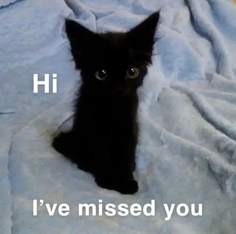 I Miss You Cute, Cat Text, Cat Bengal, Cute Cat Memes, Ninja Cats, Silly Cats Pictures, Pretty Animals, Silly Animals, Silly Pictures