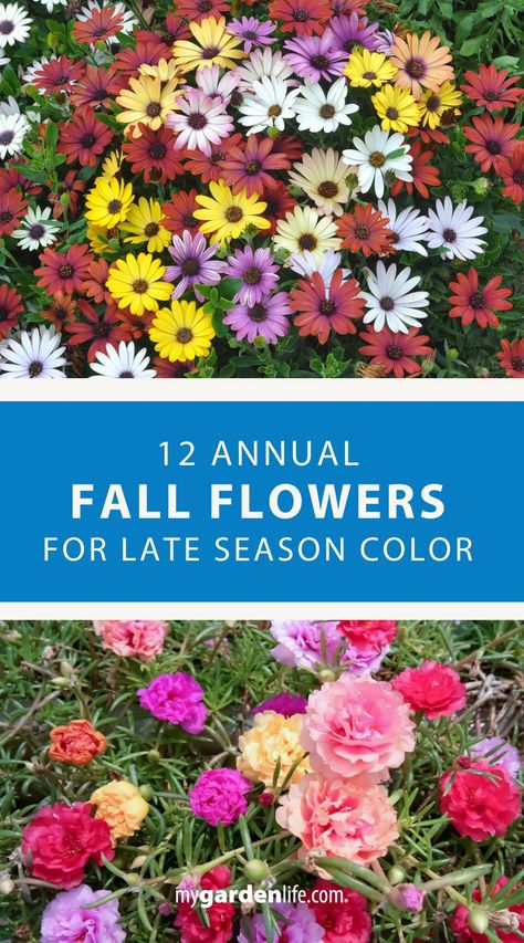 Discover the top 12 annual fall flowers that will add vibrant color to your garden during the late season. These annual plants are perfect for enhancing your fall garden aesthetic and decor. Learn how to choose and care for these beautiful annual flowers to keep your garden looking stunning all season long. Find more fall gardening ideas and annual flower inspiration at MyGardenLife.com. Fall Annuals Landscape, Fall Flower Beds In Front Of House, Fall Flower Gardens, Fall Gardening Ideas, Flowers For Fall, How To Grow Watermelon, October Flowers, Fall Container Gardens, Fall Gardening