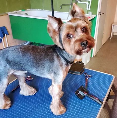 24 Best Yorkie Hairstyles for Males (Yorkshire Terrier Haircuts) - The Paws Yorkie Teddy Bear Cut, Yorkie Puppy Haircuts, Yorkie Puppy Cut, Male Yorkie, Yorkshire Terrier Grooming, Yorkie Cuts, Yorkie Hairstyles, Puppy Haircut, York Dog