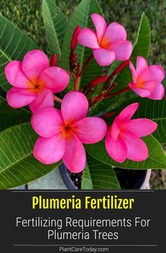 Learn about the Best Fertilizers for Plumeria plants including homemade fertilizers and when and how to fertilizer your Plumeria plants. [DETAILS] Plumeria Fertilizer Diy, How To Make Plumeria Flowers, Hibiscus Fertilizer, Plumeria Care, Plumeria Plant, Women Gardening, Plants Guide, Diy Fertilizer, Plumeria Tree