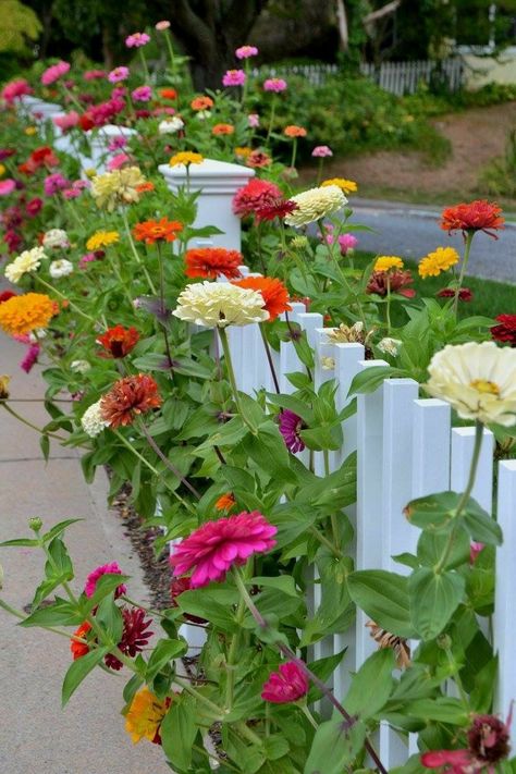 Flowers Around Gazebo, Flowers In Front Of Fence, Flower Garden By Fence, White Fence With Flowers, Secret Flower Garden, Zinnia Flower Garden, Whimsical Flower Garden, Flowers Along Fence, Fenced Flower Garden