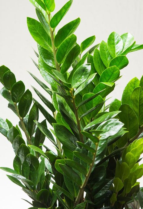 Zamioculcas Plant, Zz Plant Care, Zz Plants, Zamioculcas Zamiifolia, Houseplants Low Light, Chelsea Garden, Zz Plant, Low Light Plants, Interior Plants