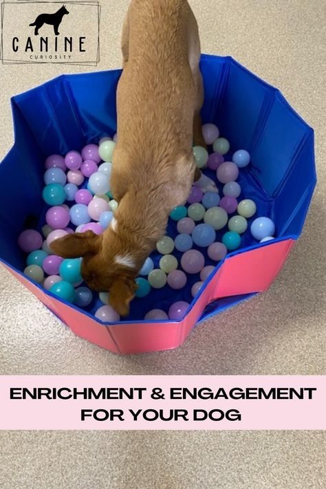 Ball Pits are an upgrade from a snuffle mat as they also allow you to engage your dog with different sounds and textures along with using thier nose. Endless hours of fun, These can also be made with used water bottles. Dog Ball Pit, Ball Pit For Dogs, Puppy Training Guide, Canine Enrichment, Pit Dog, Ball Pits, Well Mannered, Dog Minding, Snuffle Mat