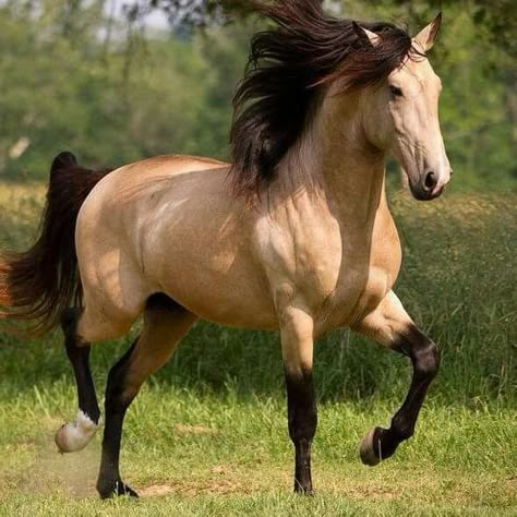 Buckskin Horses, Kiger Mustang, Buckskin Horse, Wild Horses Mustangs, Beautiful Horses Photography, Horses Photography, Majestic Horses, Horse Reference, Beautiful Arabian Horses