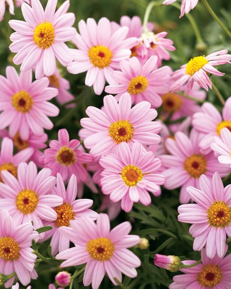 Molimba® Pink - Marguerite Daisy - Argyranthemum frutescens Daisy Plant, Marguerite Daisy, Pink Perennials, Pink Daisies, Peonies And Hydrangeas, Plant Catalogs, Cottage Garden Plants, Garden Pictures, Colorful Plants