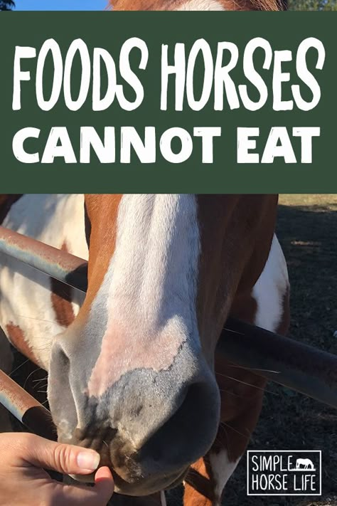 Homemade Horse Feed Recipes, Caring For Horses, Healthy Horse Treats, Horse Needs, Horse Basics, Horse Snacks, Diy Horse Stuff, Treats For Horses, Homemade Horse Treats