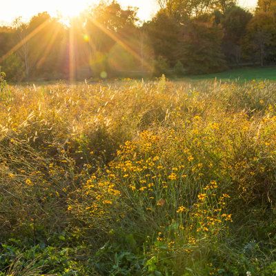 Canvas options have artist-quality canvas Ebern Designs Size: 20" H x 20" W | Ebern Designs Sunset on Flowers Meadow - Wrapped Canvas Photograph 20.0 H x 20.0 W x 1.25 D in green / orange / yellowCanvas in Brown;green;yellow | 20" H x 20" W | Wayfair Polaroid Summer, Sunny Meadow, Garden Of Lights, Flowers Meadow, Sunshine Photos, Grassy Meadow, Wild Flower Meadow, Yellow Wildflowers, Flower Meadow