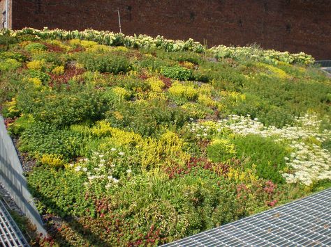 Blooming Sedum, Summer 2009 | by Landscape Architects Green Roof Planting, Roof Plants, Green Roof Design, Green Roof Garden, Green Roof House, House Green, Vertical Vegetable Garden, Vertical Herb Garden, Roofing Diy