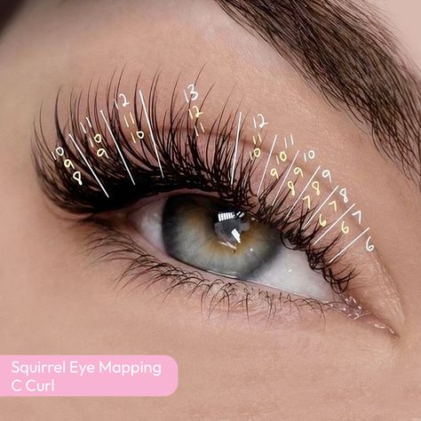 Squirrel Lash Mapping, Squirrel Eye Lash Extensions, Squirrel Eyelash Mapping, Squirrel Lash Map, Corner Lash Extensions, Squirrel Lashes, Squirrel Eyelash Extensions, Squirrel Lash Extensions, Eye Mapping