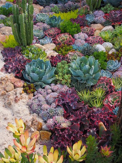 Tanaman Sukulen, Succulent Garden Landscape, Kaktus Dan Sukulen, Succulent Landscape Design, Succulent Garden Indoor, Pinterest Garden, Succulent Garden Design, Succulent Landscaping, Types Of Succulents