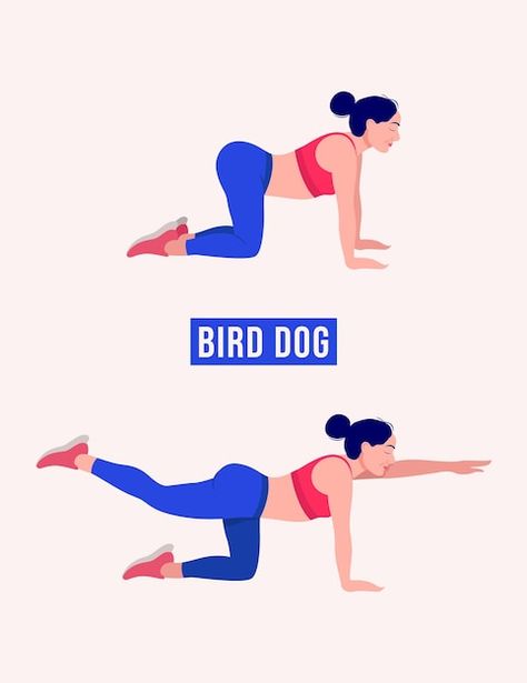 Vector bird dog exercise woman workout f... | Premium Vector #Freepik #vector #exercise-cartoon #healthy-girl #healthy-woman #aerobic-exercise Exercise Animation, Exercise Cartoon, Bird Dog Exercise, Woman Workout, Healthy Woman, Bird Dog, Dog Exercise, Yoga Workouts, Easy Yoga Workouts