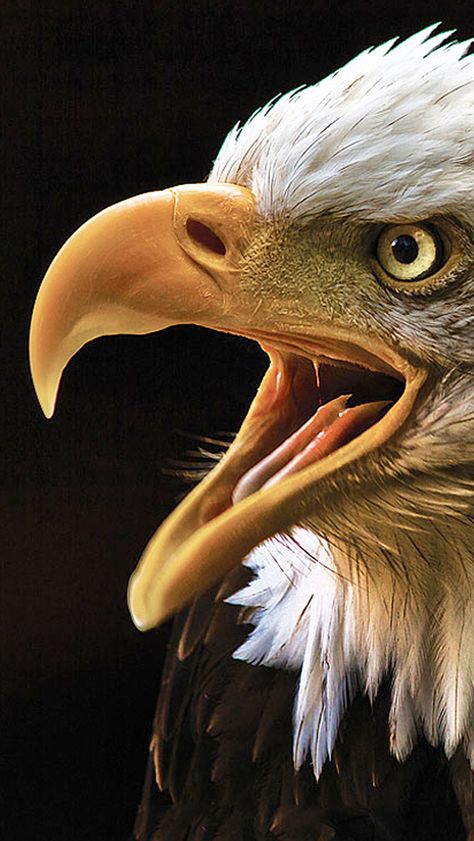 Bald Eagle Art, Regard Animal, Eagle Images, Photo Animaliere, Eagle Wallpaper, Eagle Pictures, Eagle Art, American Bald Eagle, Bald Eagles