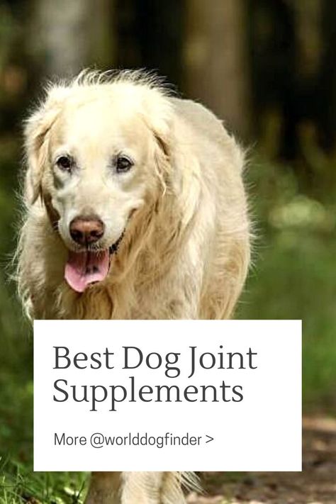 Joint issues and pain can affect dogs just as they can affect us. If that happens, you will need to do anything you can to help your dog deal with it. Sometimes, dog joint supplements can do wonders for your dog’s joint health, and picking the right supplement is the key. Before you decide on any product, you should talk to your vet and make sure you made a good decision. Here is what you should know about joint issues and supplements that can help your dog. #dogsuplements #jointsuplements Itchy Dog, Dog Wellness, Dog Joints, Dog Nutrition, Dog Shedding, Dog Allergies, Dog Supplements, Dog Help, Dog Activities