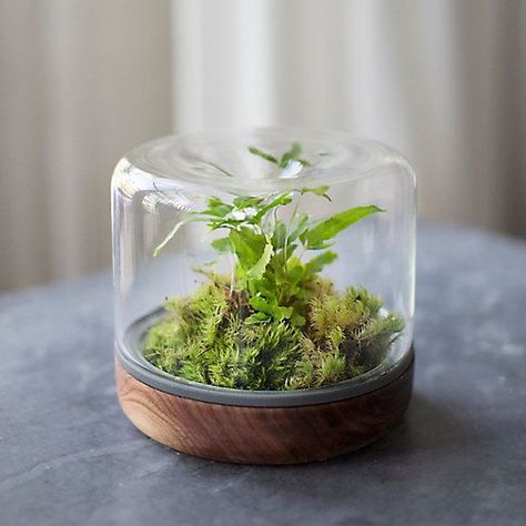 The types of terrarium plants you put inside your miniature container garden will depend on the amount of light your home gets—and your plant selections will then inform whether you get an open or closed terrarium. Here's what you should know about different kinds of terrariums, from closed moss terrariums to open succulent terrariums and air plant terrariums. Terrarium Ideas Decor, Closed Terrarium Plants, Plants Terrarium, Closed Terrarium, Open Terrariums, Terrarium Wedding, Terrarium Jar, Beautiful Terrariums, Hanging Terrarium